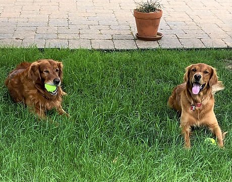 Two golden retrievers are lying on the grass with tennis balls in their mouths. They are in front of a stone patio with a single potted plant visible in the background. Both dogs look content and happy.
