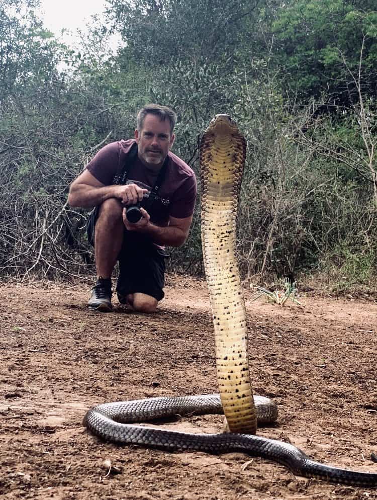 A man holding a camera crouches on a dirt pathway observing a large cobra with its hood expanded. The background is filled with dense, green foliage, and the ground is covered in dry leaves and twigs.